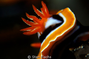 Gills by Stan Flachs 